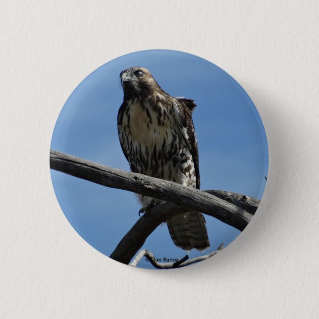 B54 Swainson's Hawk 6 Cm Round Badge (Front)