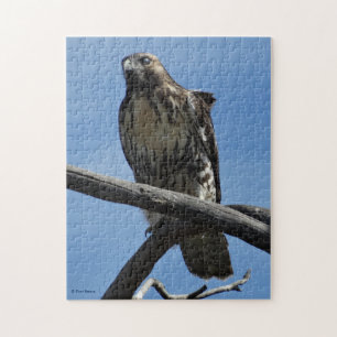 B54 Swainson's Hawk Jigsaw Puzzle