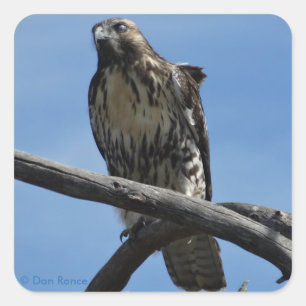 B54 Swainson's Hawk Square Sticker