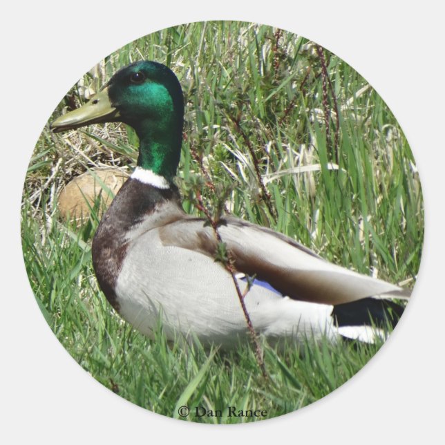 B55 Mallard Duck Drake Greenhead in the Grass Classic Round Sticker (Front)