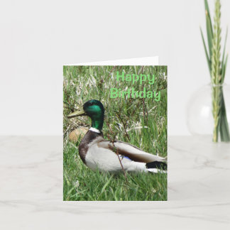 B55 Mallard Duck Drake Greenhead in the Grass Holiday Card
