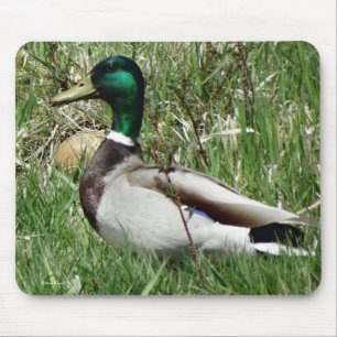 B55 Mallard Duck Drake Greenhead in the Grass Mouse Mat