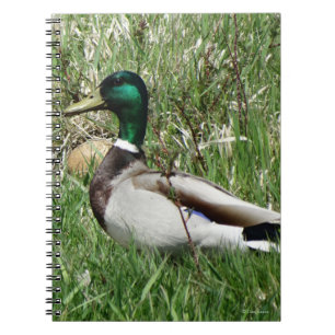 B55 Mallard Duck Drake Greenhead in the Grass Notebook