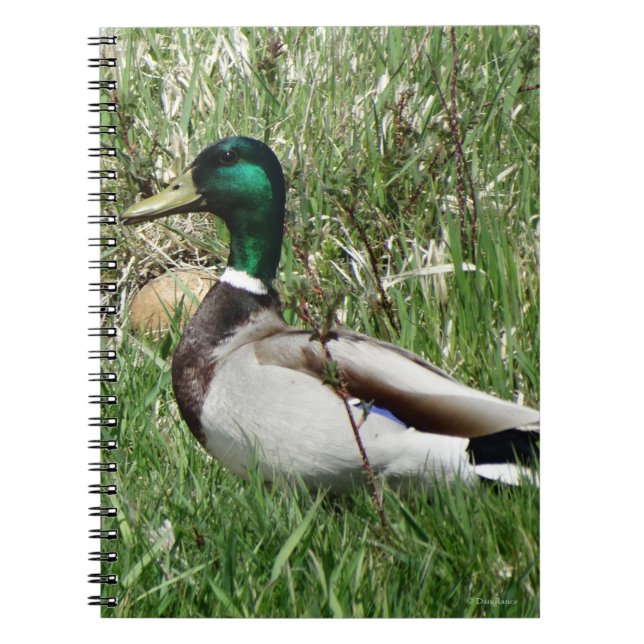 B55 Mallard Duck Drake Greenhead in the Grass Notebook (Front)
