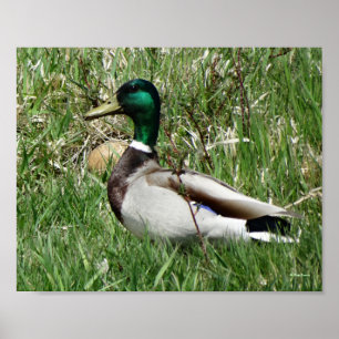 B55 Mallard Duck Drake Greenhead in the Grass Poster