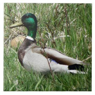 B55 Mallard Duck Drake Greenhead in the Grass Tile