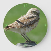 B56 Burrowing Owl