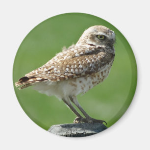 B56 Burrowing Owl Magnet
