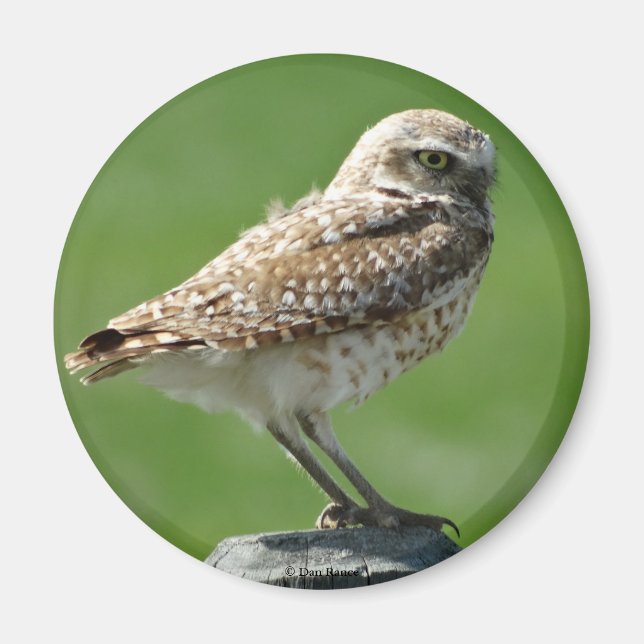 B56 Burrowing Owl Magnet (Front)