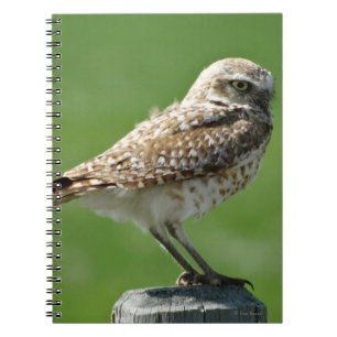 B56 Burrowing Owl Notebook