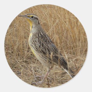 B57 Western Meadowlark Classic Round Sticker