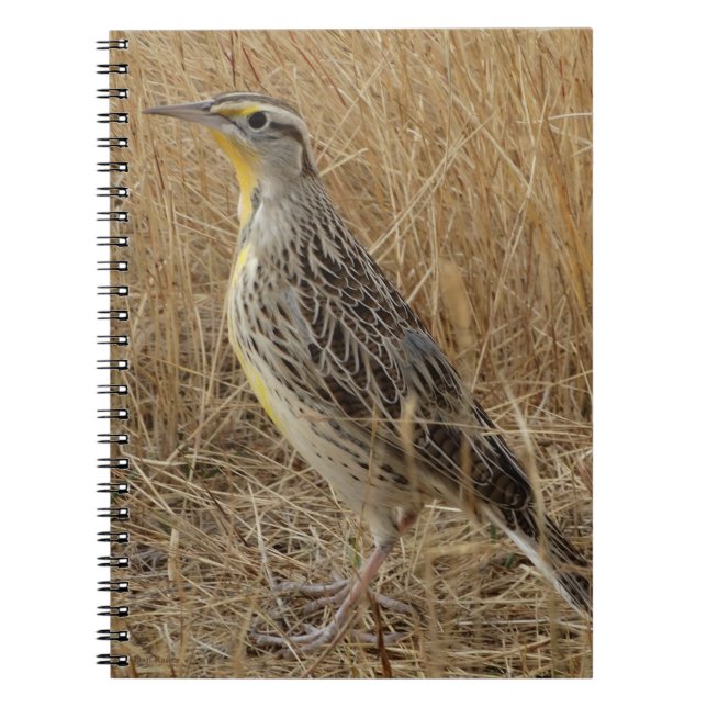 B57 Western Meadowlark Notebook (Front)