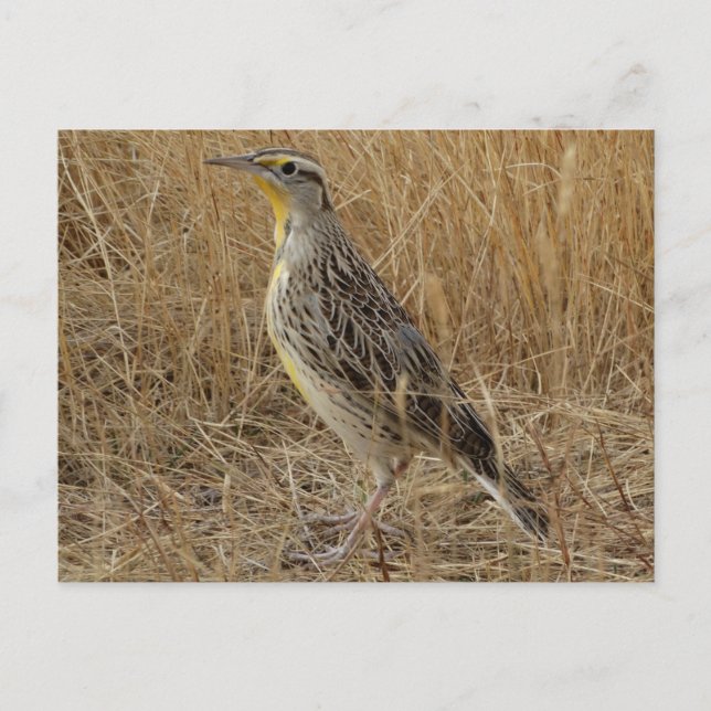 B57 Western Meadowlark Postcard (Front)