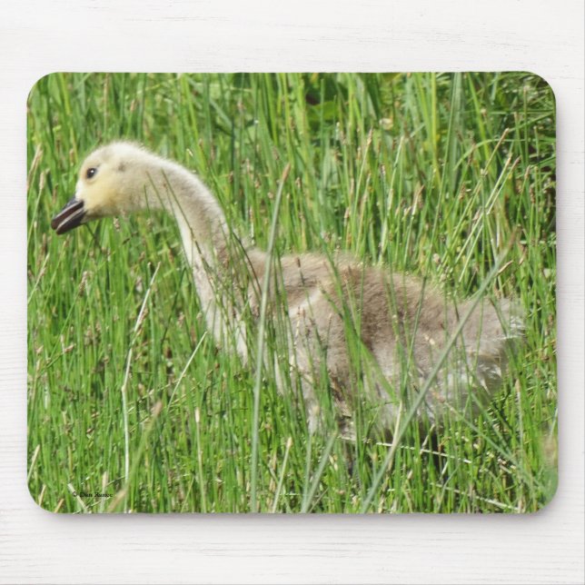 B58 Canada Goose Gosling in the Grass Mouse Mat (Front)