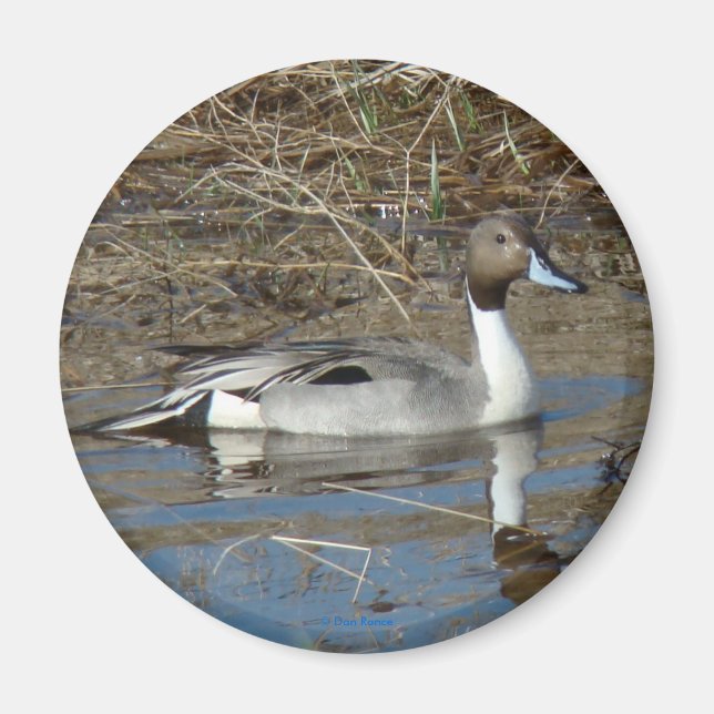 B5 Pintail Drake Magnet (Front)