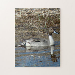 B5 Pintail Duck Drake Jigsaw Puzzle