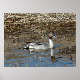 B5 Pintail Duck Drake Poster