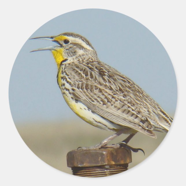 B6 Western Meadowlark Classic Round Sticker (Front)