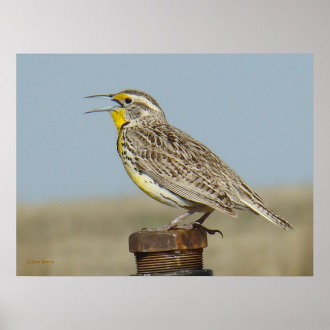 B6 Western Meadowlark Poster (Front)