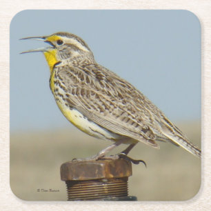 B6 Western Meadowlark Square Paper Coaster