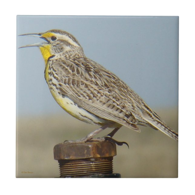 B6 Western Meadowlark Tile (Front)