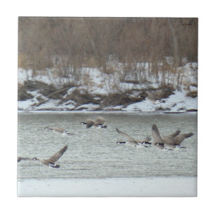 B7 Canadian Geese in Flight Tile