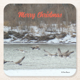 B7 Canadian Geese Over Winter River Square Paper Coaster