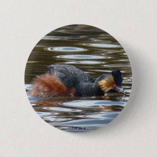 B8 Eared Grebe Courting 6 Cm Round Badge