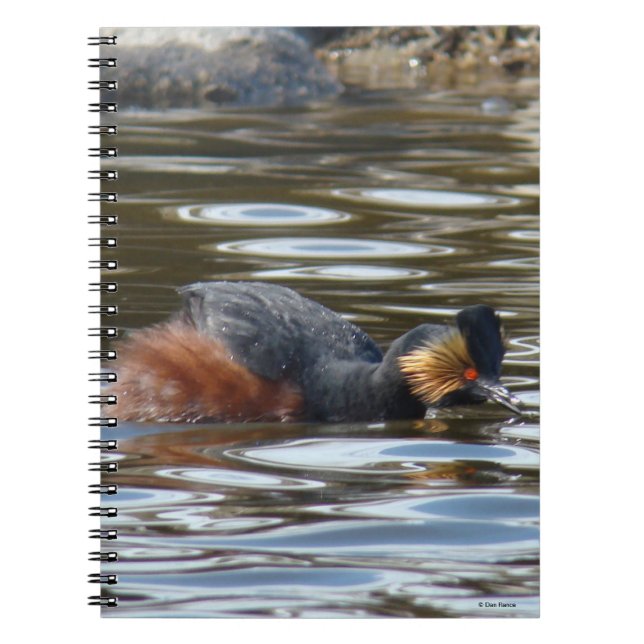B8 Eared Grebe Courting Notebook (Front)