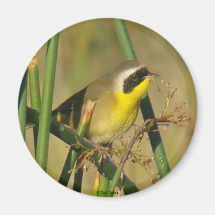B9 Common Yellowthroat Magnet