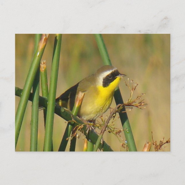 B9 Common Yellowthroat Postcard (Front)