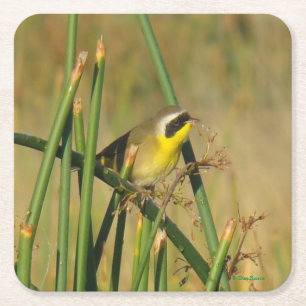 B9 Common Yellowthroat Square Paper Coaster