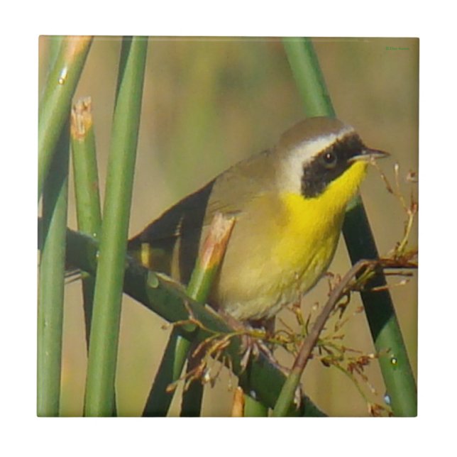 B9 Common Yellowthroat Tile (Front)