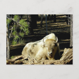 B E A R I Z O N A White Bison Postcard