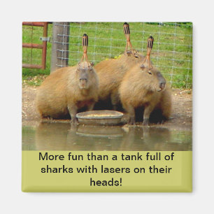 B - Humourous Capybara Magnet
