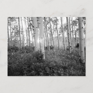 B&W Aspen 7 Postcard