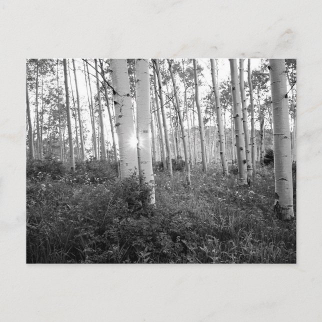 B&W Aspen 7 Postcard (Front)