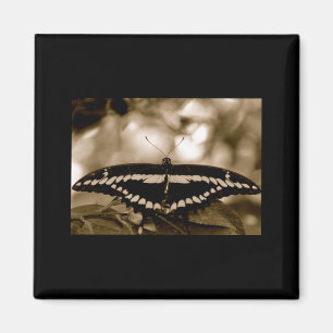 B/W Butterfly Magnet