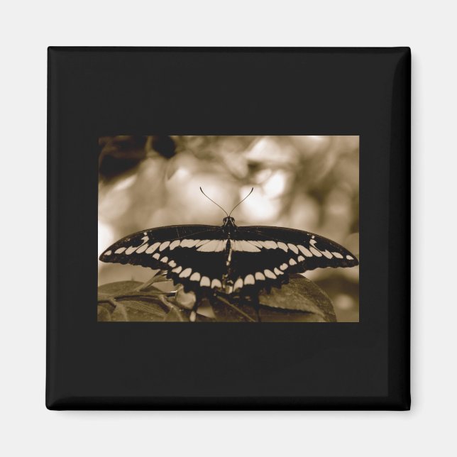 B/W Butterfly Magnet (Front)
