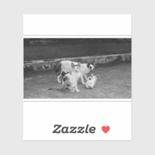 B&W -  Cats
