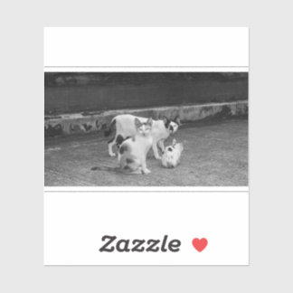 B&W -  Cats