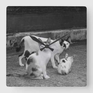 B&W - Cats Square Wall Clock