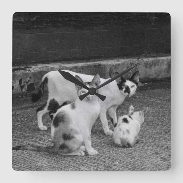 B&W -  Cats Square Wall Clock (Front)