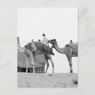 B&W Dubai desert Postcard