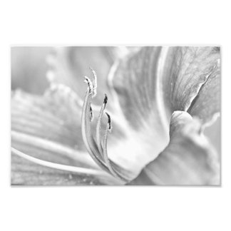 B&W Flower Macro Photo Print