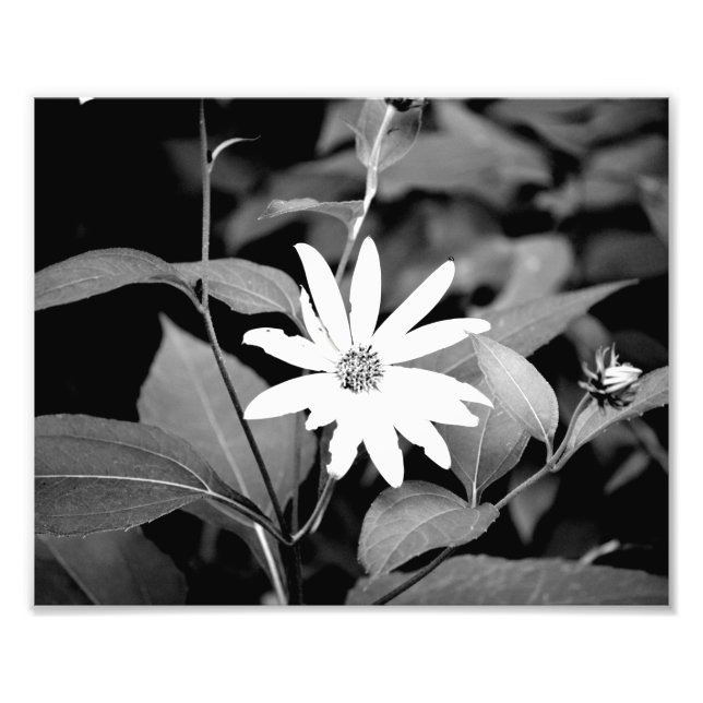 B&W Flower Photo Print (Front)