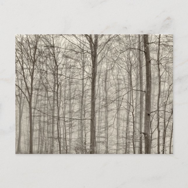 B&W Forest with morning fog behind the trees Postcard (Front)