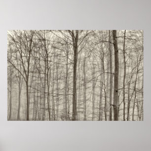 B&W Forest with morning fog behind the trees Poster