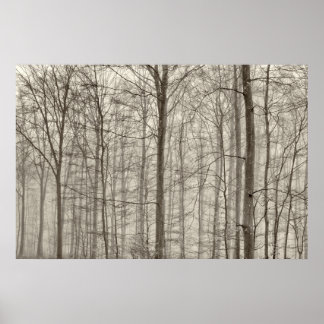 B&W Forest with morning fog behind the trees Poster