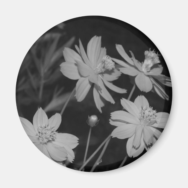 B&W - Group of Sulphur Cosmos Magnet (Front)